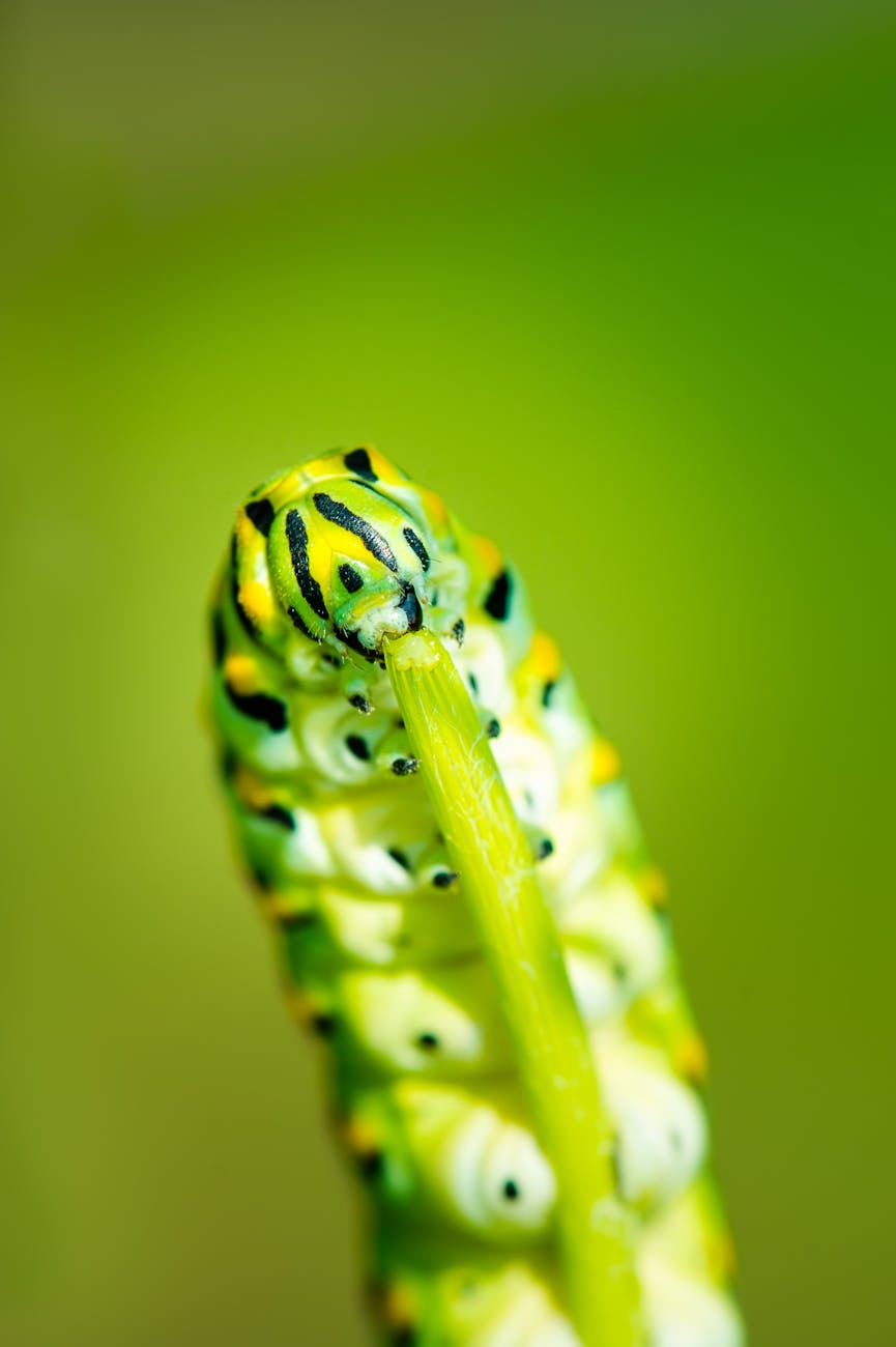 macro photography of green caterpillar